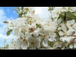 Blossom 4 1351